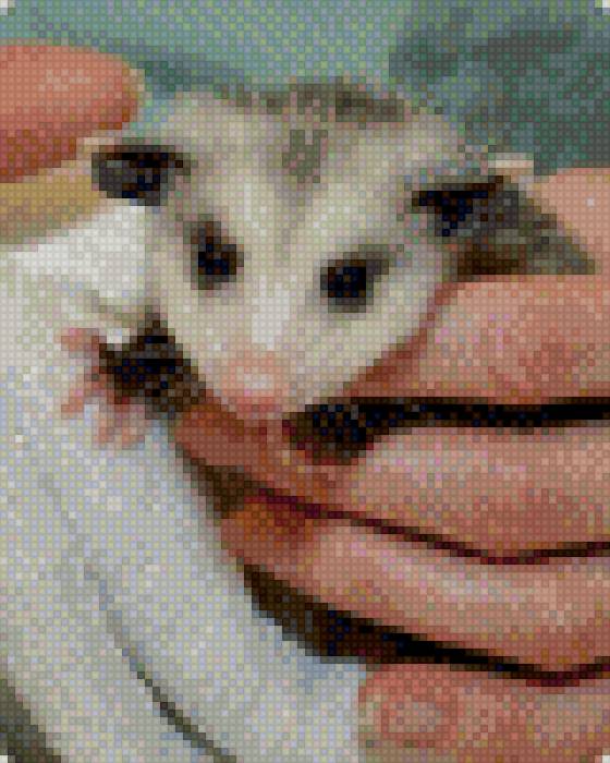 апоссум - предпросмотр