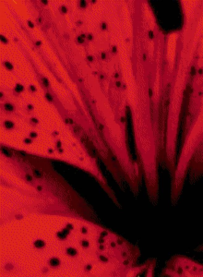 красная лилия - лилия, красное, цветы - предпросмотр