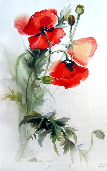 Маки акварель - маки - оригинал