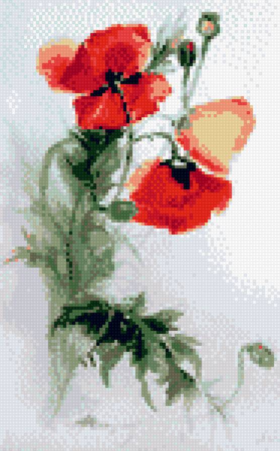 Маки акварель - маки - предпросмотр