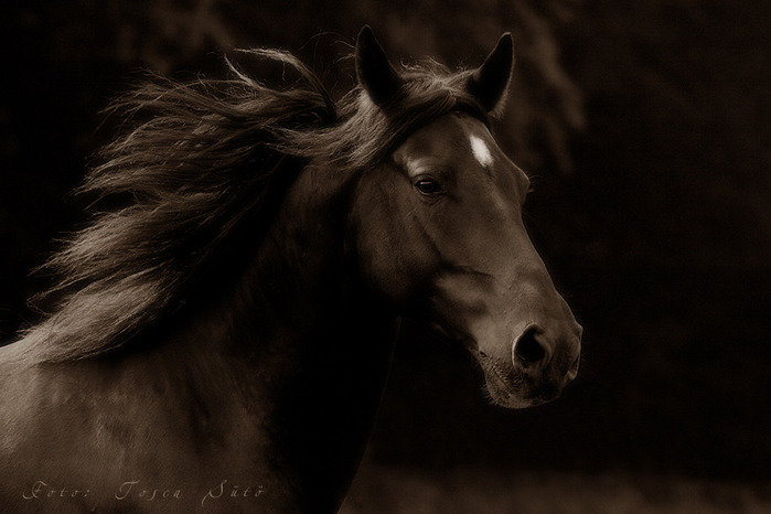 Конь - оригинал