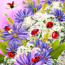 Божьи коровки