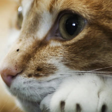 Схема вышивки «Взгляд»