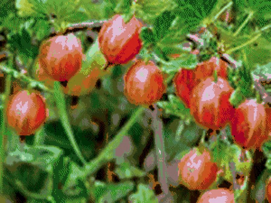 №438606 - ягоды - предпросмотр