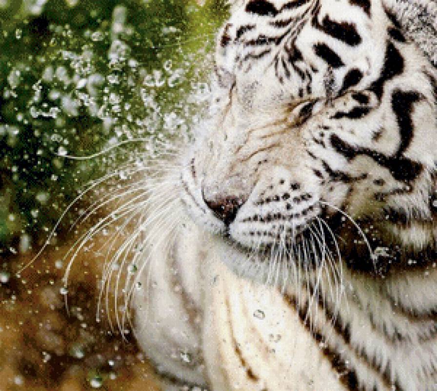 Белый тигр в воде - тигр, вода - предпросмотр