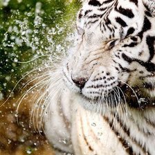 Оригинал схемы вышивки «Белый тигр в воде» (№438688)