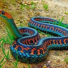 Калифорнийская змея.