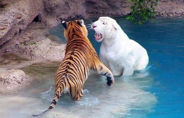 Тигры в зоопарке Лондона, Великобритания. - тигры - оригинал