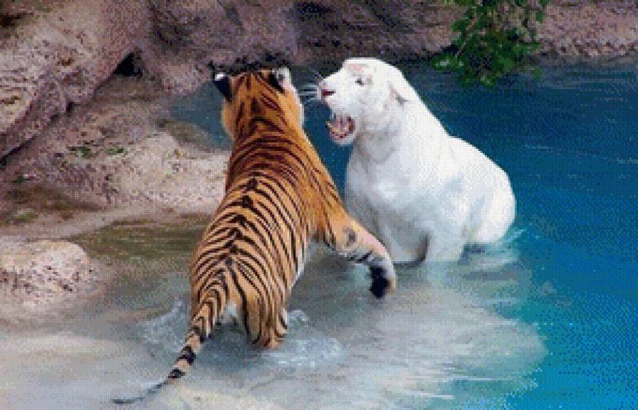 Тигры в зоопарке Лондона, Великобритания. - тигры - предпросмотр