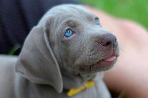 Голубоглазый щенок - голубые глаза, щенок, счастье - оригинал