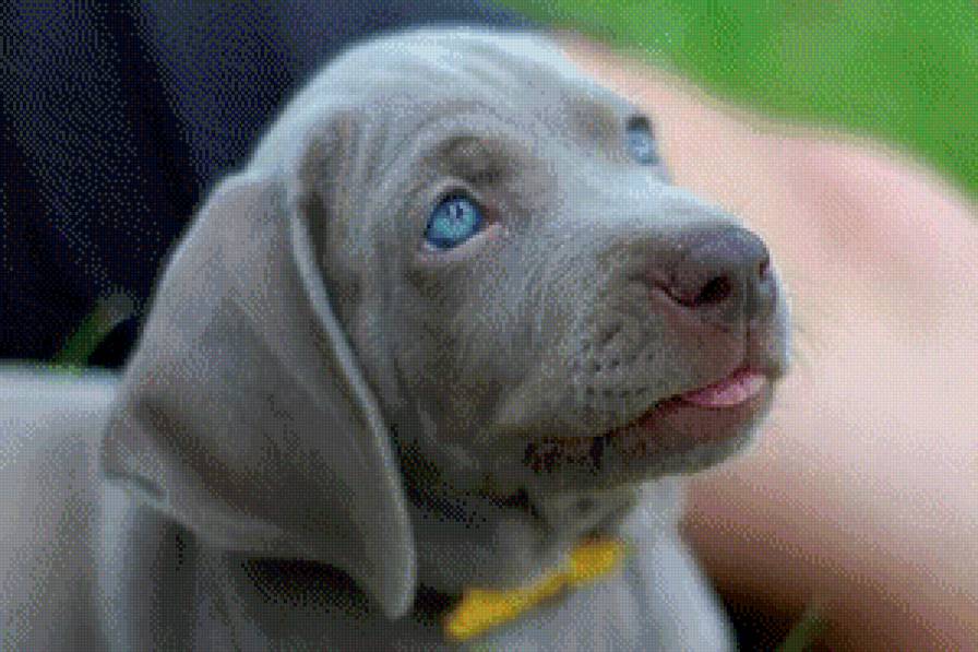 Голубоглазый щенок - щенок, голубые глаза, счастье - предпросмотр