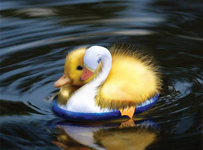 друг - утенок, друг, природа, вода - оригинал