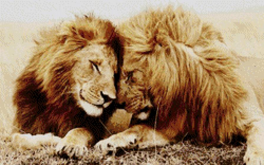 львиная нежность - любовь, львы, кошки - предпросмотр