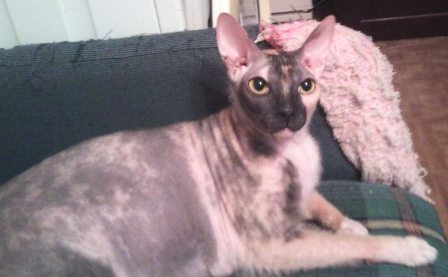 Наш любимый Лизун - Елизаветта - кошки, донской сфинкс - оригинал