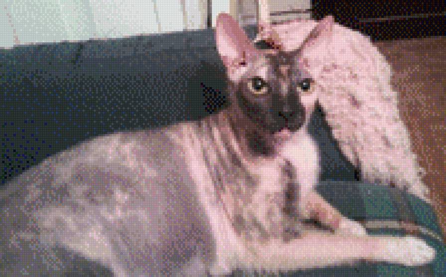 Наш любимый Лизун - Елизаветта - донской сфинкс, кошки - предпросмотр