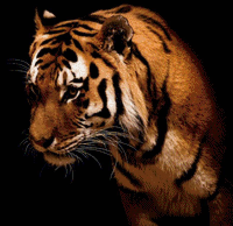 Тигр - животные - предпросмотр