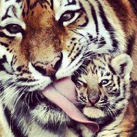 Схема вышивки «тигрюши»