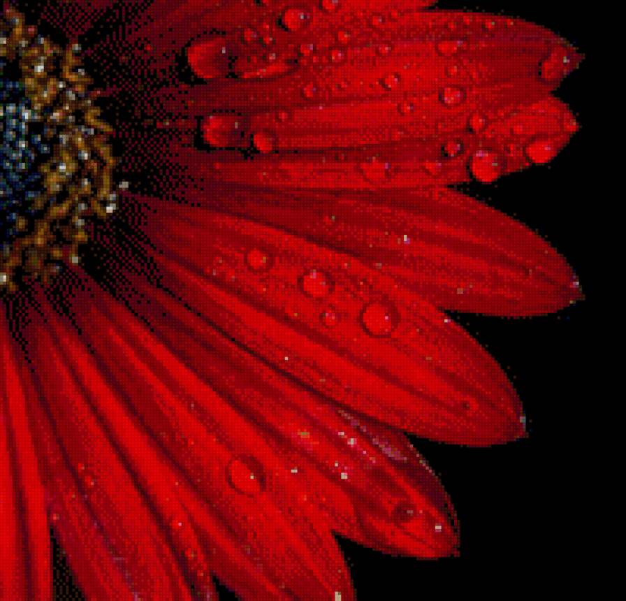 цветы - цветы - предпросмотр