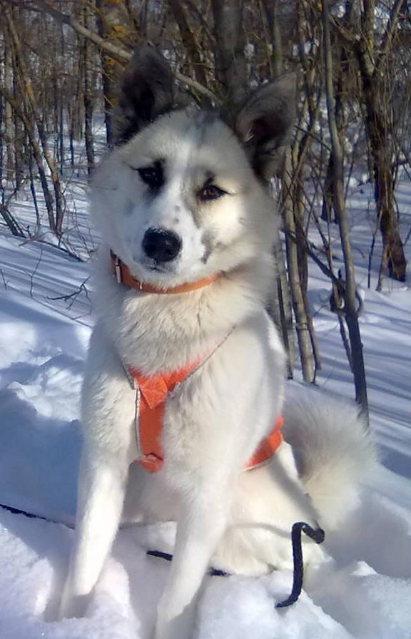 Западносибирская лайка - в шлейке, лайка - оригинал