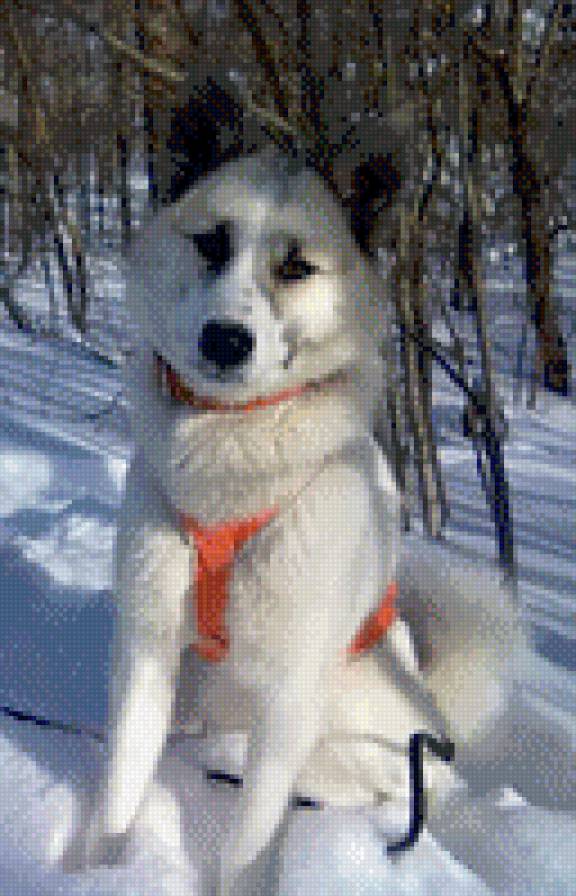 Западносибирская лайка - в шлейке, лайка - предпросмотр
