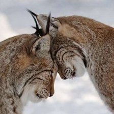 Схема вышивки «№439978»