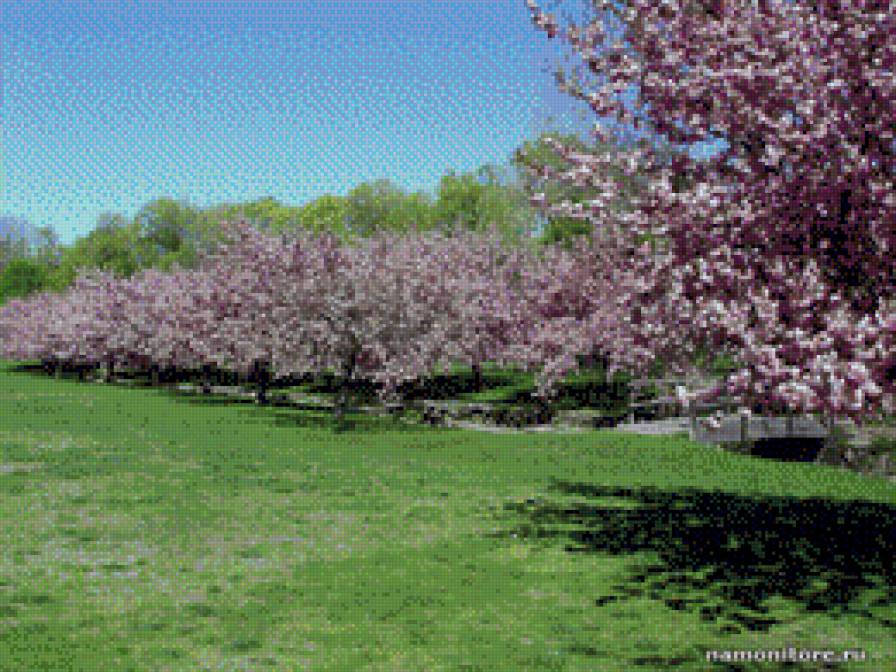 рожевий сад - сад.природа - предпросмотр