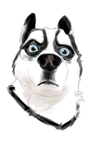 Хаски - собака, хаски - оригинал