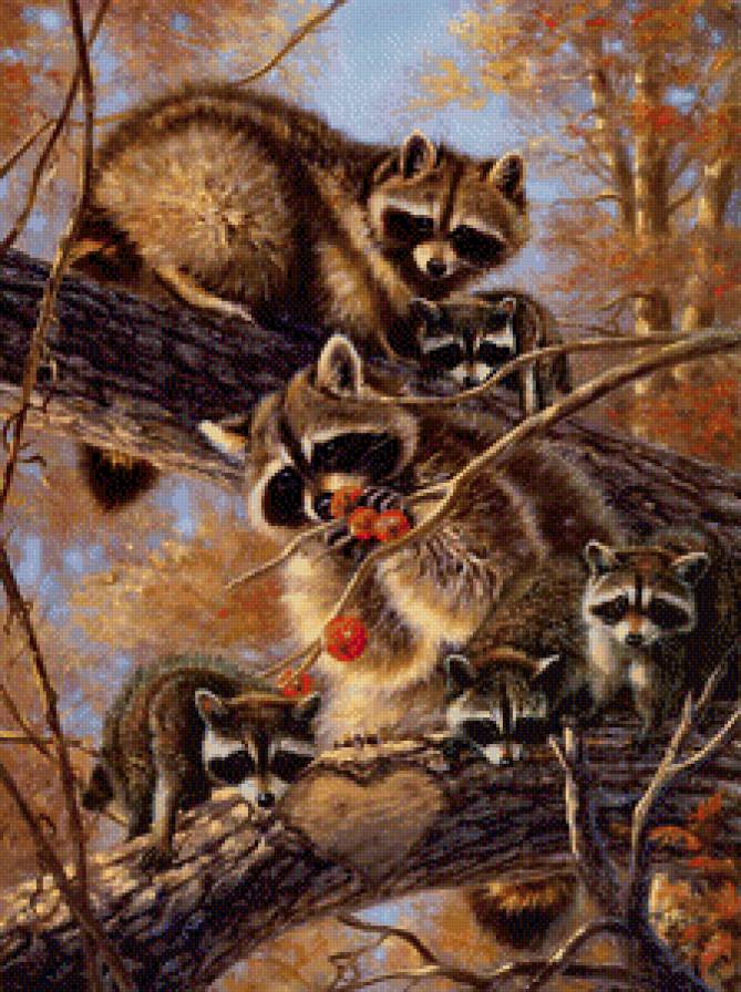 семья енотов - худ.l. picken - предпросмотр