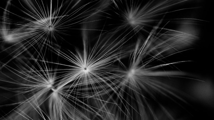 одуваны - оригинал