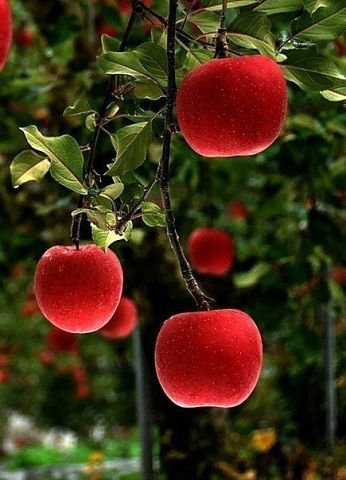 яблоки - оригинал