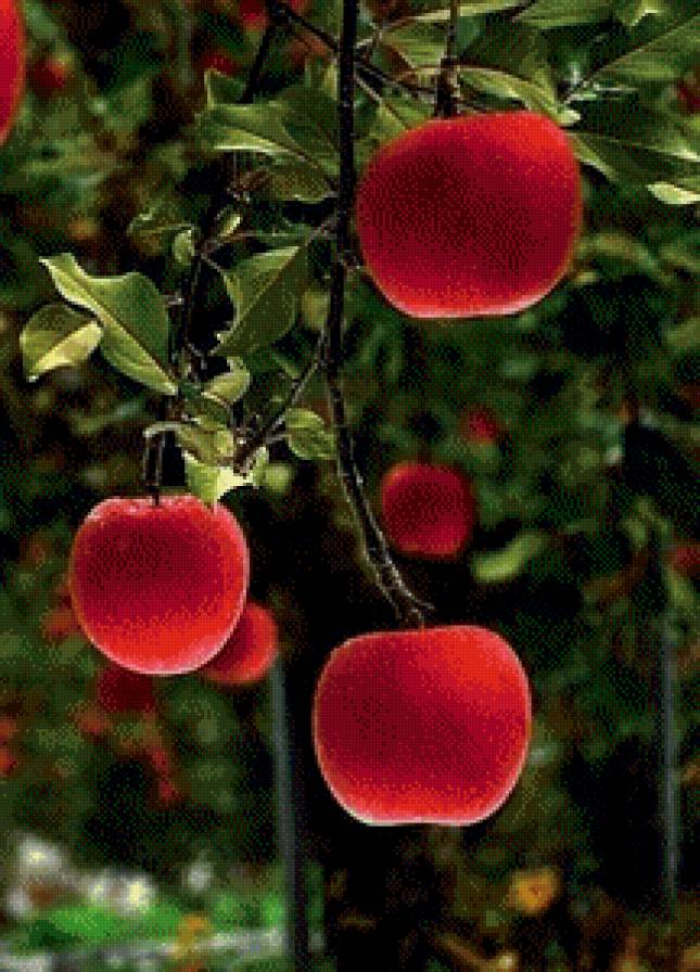 яблоки - предпросмотр