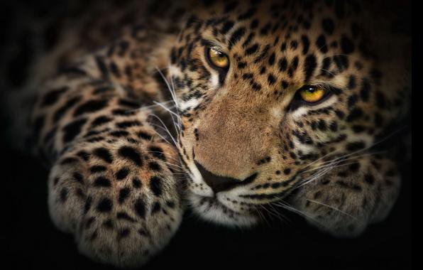 Leopardo - животные - оригинал