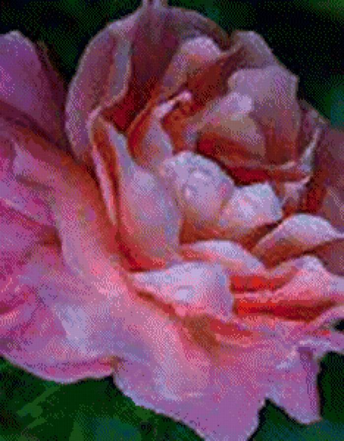 №440443 - розы - предпросмотр