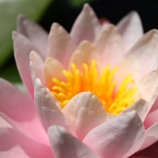 Схема вышивки «Лотос»