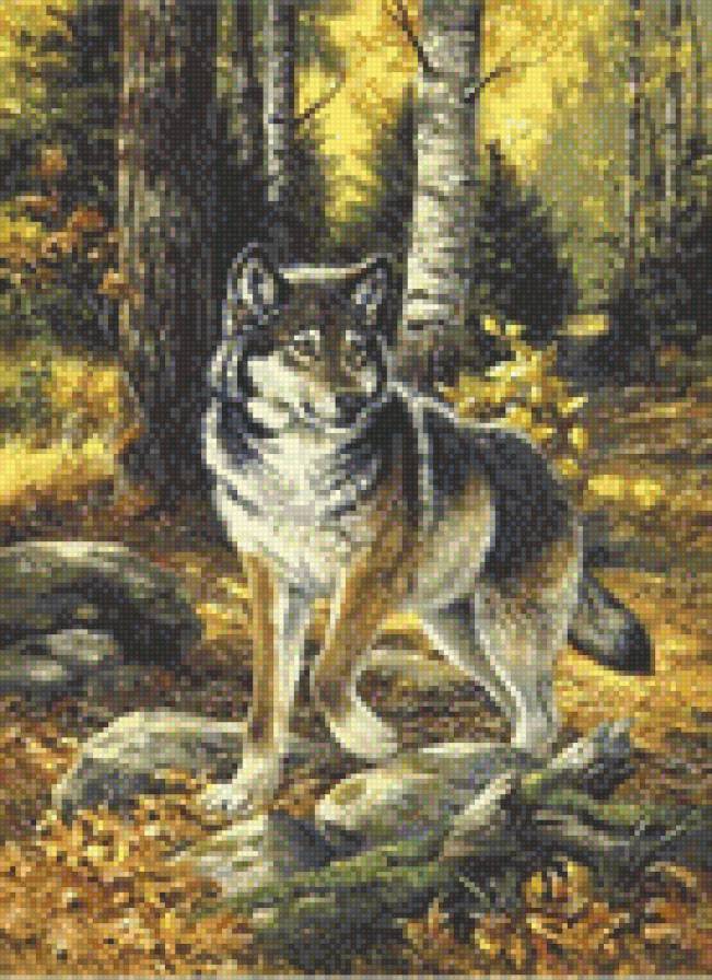 0148 - картина, животные, лето, волки, природа, красота, лес, волк - предпросмотр