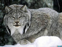 Схема вышивки «№441129»