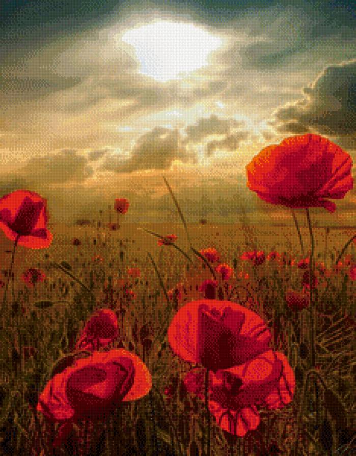 маки - предпросмотр