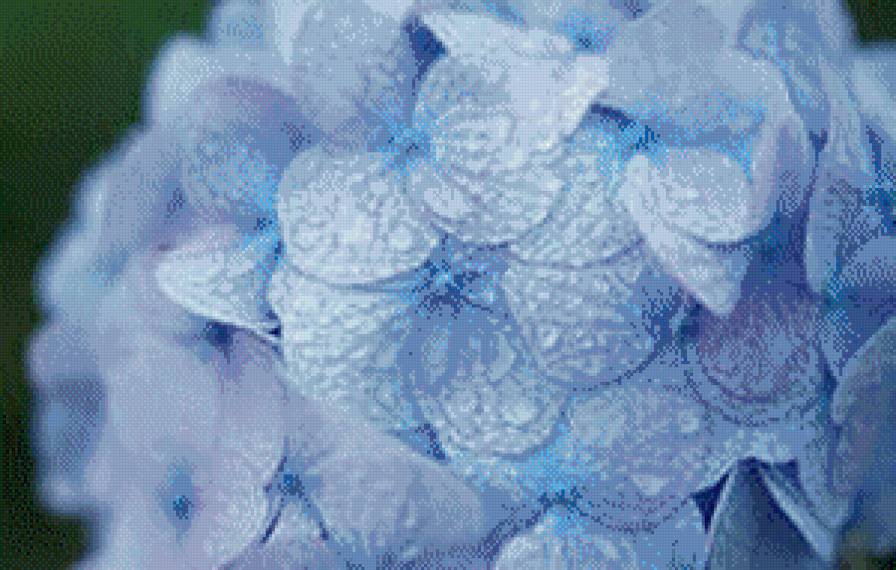 Синяя гортензия - предпросмотр