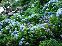 Синяя гортензия - оригинал