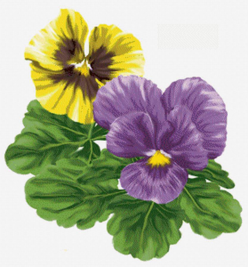 анютины глазки - цветы, фиалки - предпросмотр