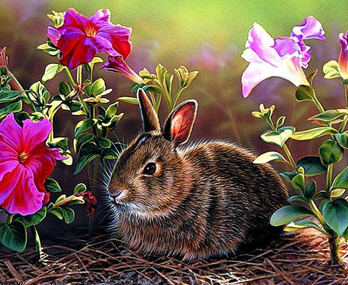 Кролик - кролик, животные, зайчик - оригинал