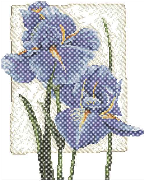 ирисы - букет, цветы - оригинал