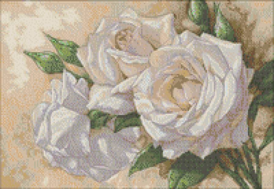 нежные белые розы - розы, цветы - предпросмотр