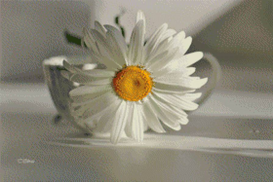 №442834 - ромашка - предпросмотр