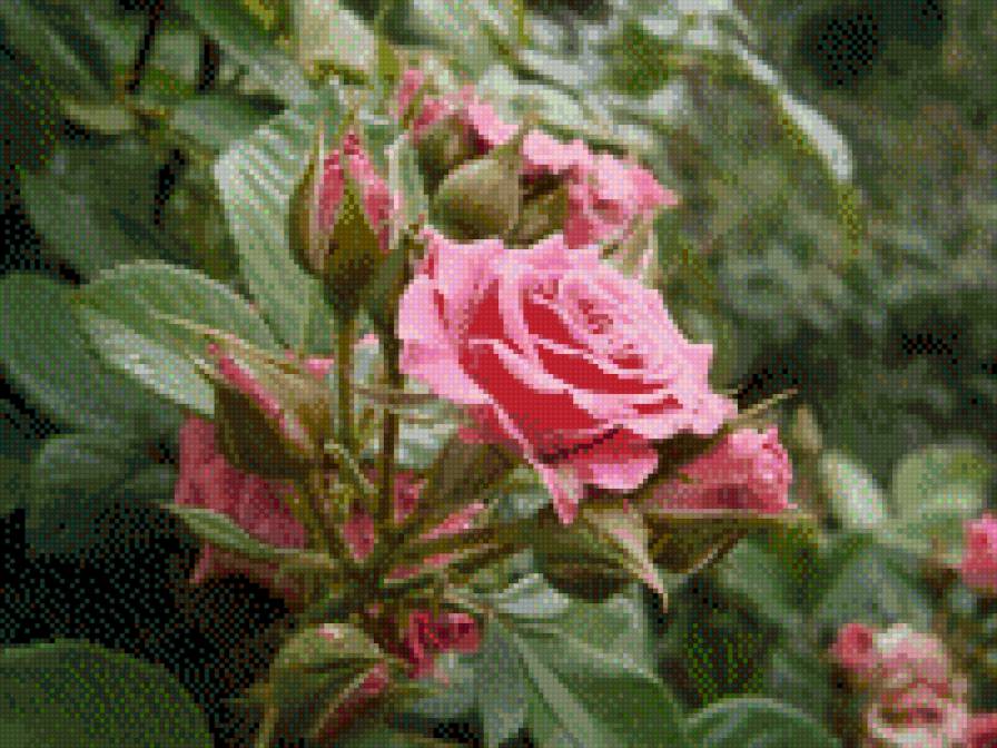 Розы - предпросмотр