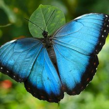 Схема вышивки «Бабочка»