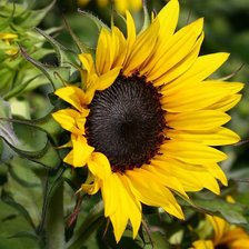 Схема вышивки «Подсолнух»