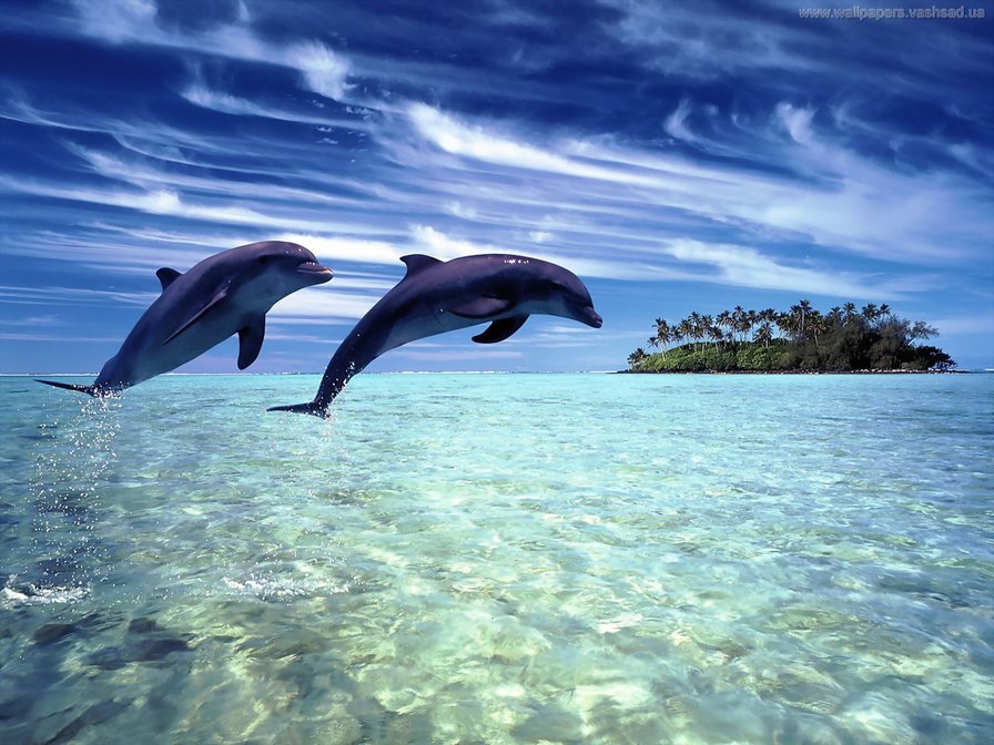 дельфины - море, пара, дельфины - оригинал