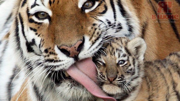 Мама - тигр, тигрица, мама, тигренок, хищники - оригинал