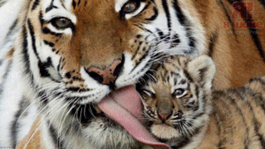Мама - тигр, хищники, тигрица, тигренок, мама - предпросмотр